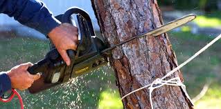 Reliable Peach Springs, AZ Tree Care Solutions