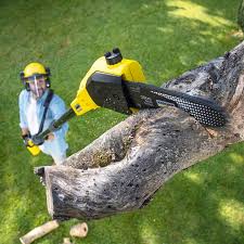 Best Lawn Maintenance Plans  in Peach Springs, AZ