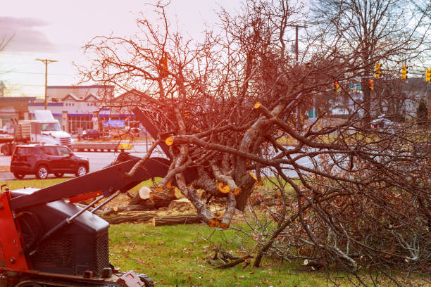 Best Stump Grinding and Removal  in Peach Springs, AZ