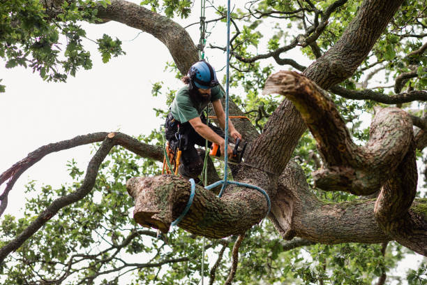 How Our Tree Care Process Works  in  Peach Springs, AZ