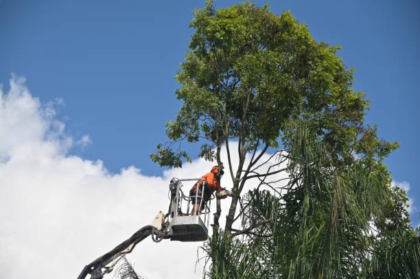 Best Lawn Renovation and Restoration  in Peach Springs, AZ